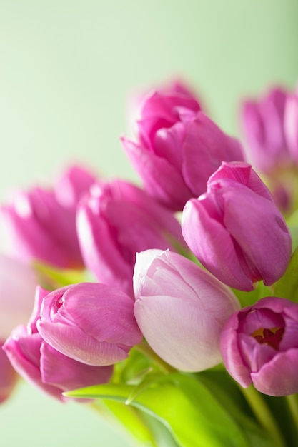 Lindas flores de tulipa roxa