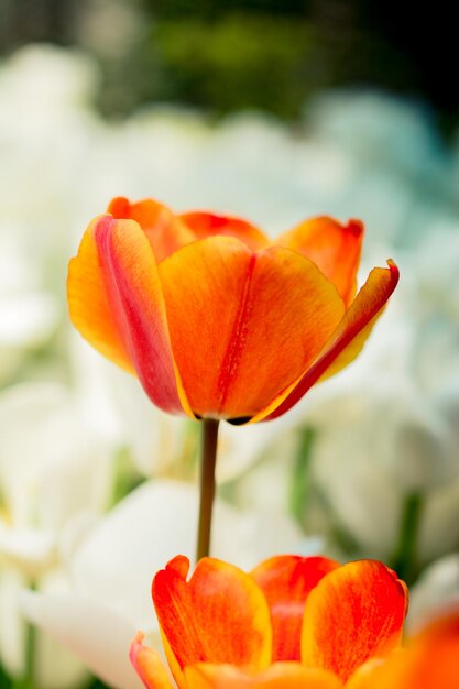 Lindas flores de tulipas para design de conceito de beleza de cartão postal