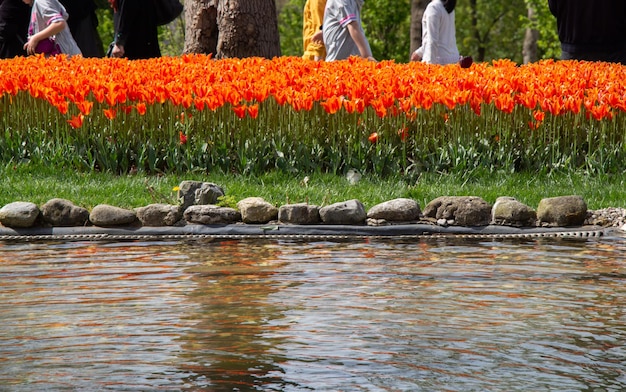 Lindas flores de tulipas para design de conceito de beleza de cartão postal