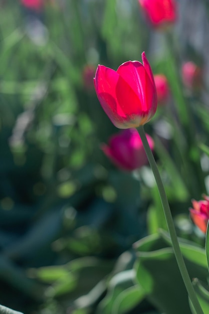 Lindas flores de tulipas vermelhas de primavera