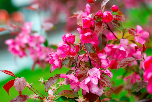 Lindas flores de uma macieira