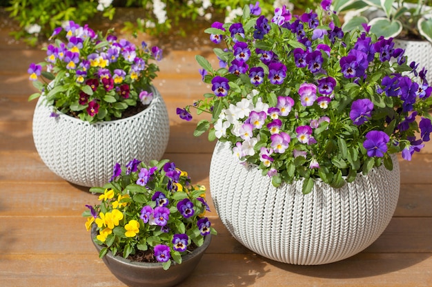 Lindas flores de verão pansy em vasos no jardim