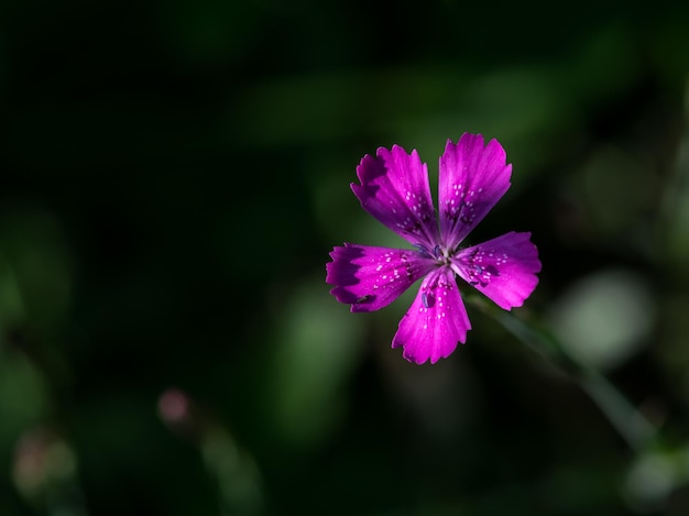 lindas flores de verão