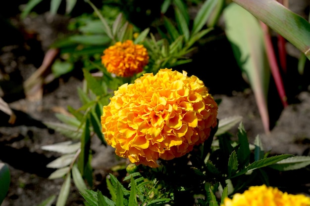 Foto lindas flores de verão