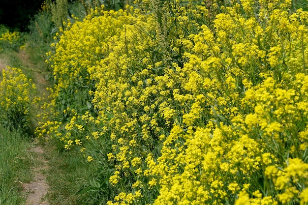 Lindas flores de verão