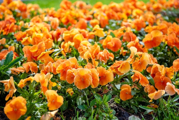 Lindas flores de viola laranja-púrpura no jardim de verão laranja perfumada campo violeta