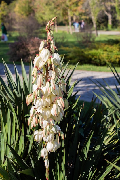 Lindas flores de Yucca florescendo à vista