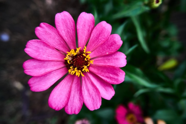 Foto lindas flores de zínia crescendo frescas no quintal