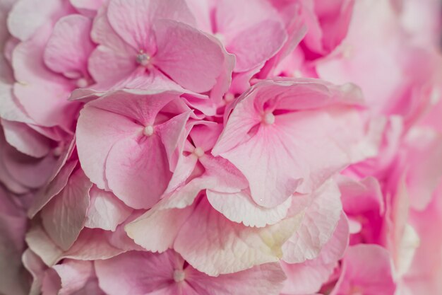 Lindas flores desabrocham rosa hortênsia