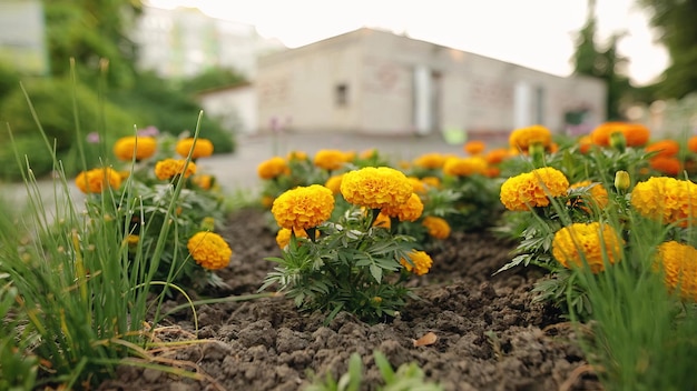 Lindas flores desabrochando blackbringer na primavera