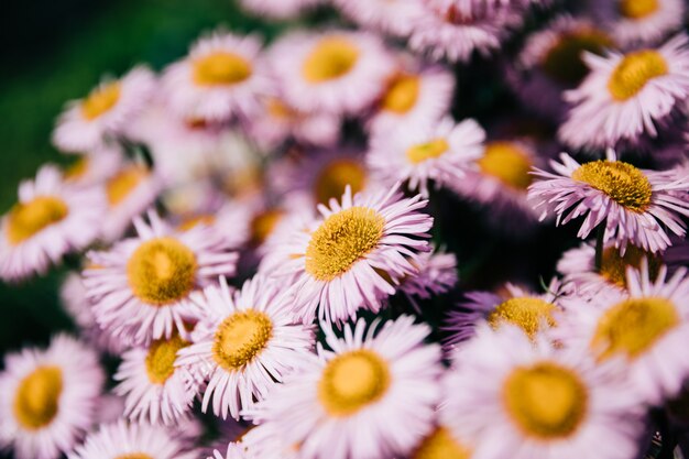 Lindas flores desabrochando no jardim, fundo de verão. flor mágica de fotografia em fundo desfocado