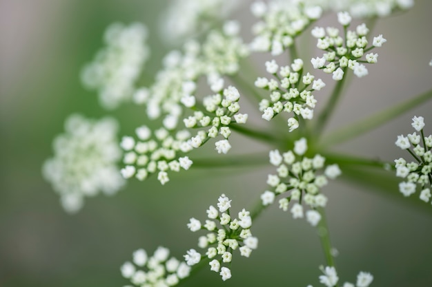 Foto lindas flores desfocadas na natureza