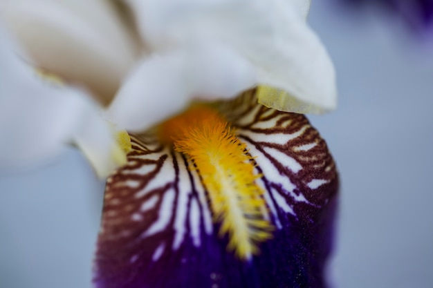 Foto lindas flores desfocadas na natureza