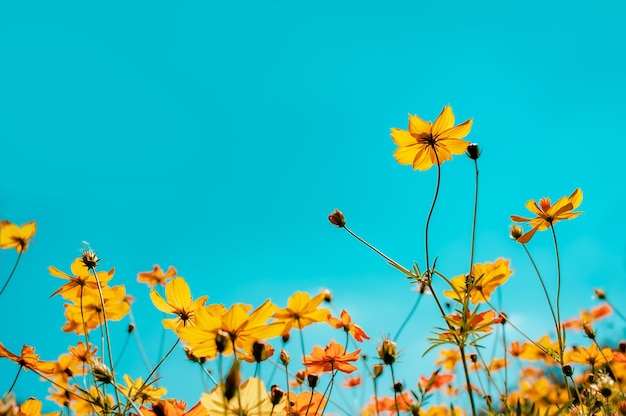 Foto lindas flores do campo cosmos florescendo nos jardins. foco seletivo colorido cosmos no jardim