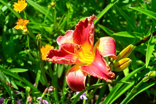 Lindas flores do hemerocallis no jardim no contexto de um gramado e margaridas. Canteiros de flores