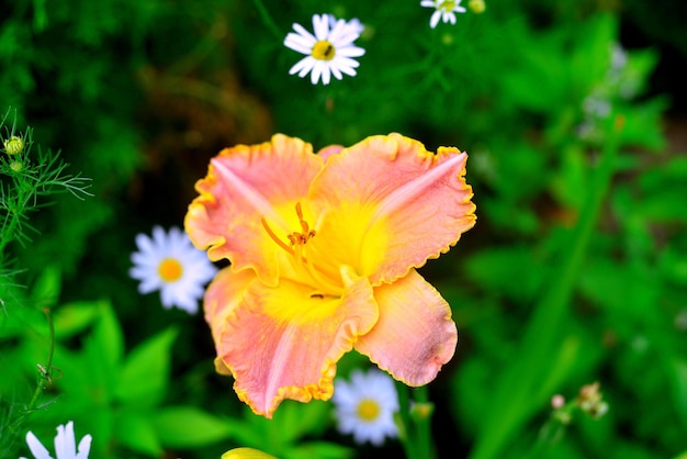 Lindas flores do hemerocallis no jardim no contexto de um gramado e margaridas. Canteiros de flores