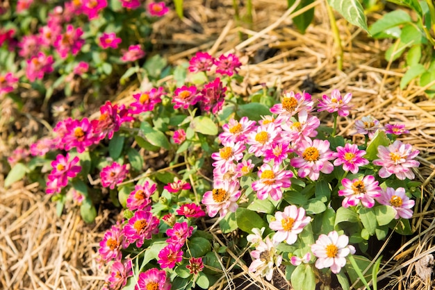 lindas flores do jardim