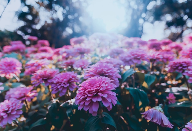 lindas flores do jardim