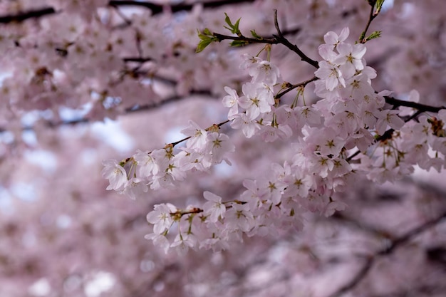 Lindas flores do papel de parede da amendoeira Buquês delicados de flores brancas e rosa na luz de fundo da árvore florida Foco seletivo de galhos e céu azul desfocar o fundo Copiar espaço