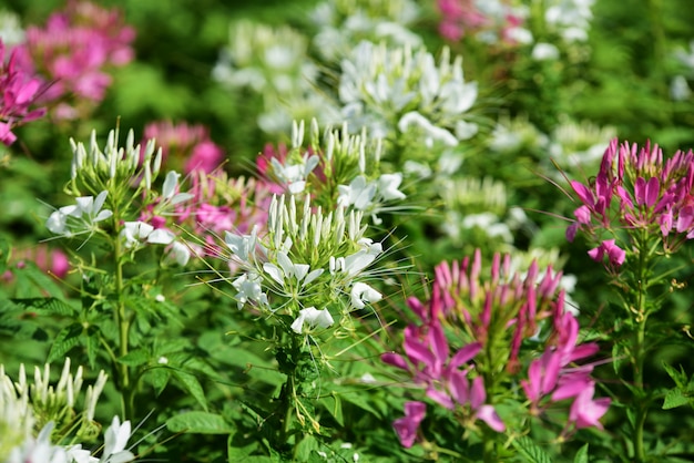 Lindas flores e folhas verdes com luz da manhã