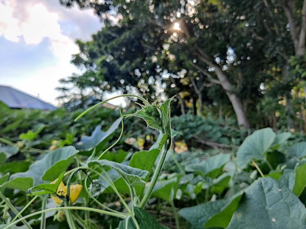 Lindas flores e folhas verdes jovens da cabaça ou planta de abóbora.