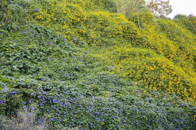 Lindas flores e folhas verdes na parede Fundo de textura da natureza