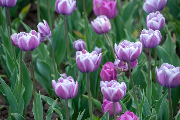 lindas flores e plantas desabrochando de verão