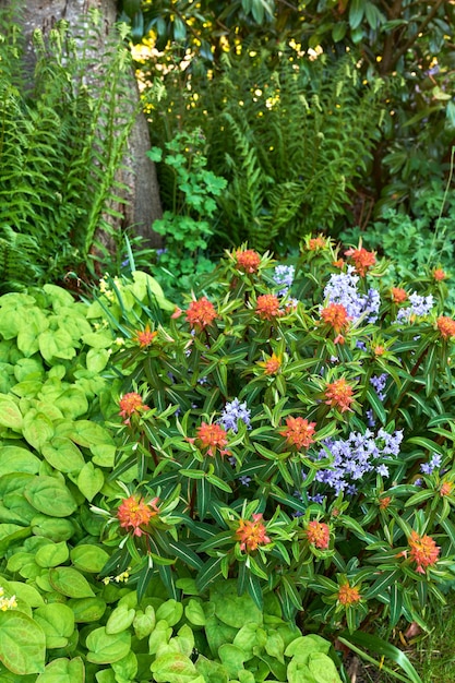 Lindas flores e plantas frescas e coloridas em uma floresta ou jardim botânico Griffiths de fogo laranja vibrante spurge e flores de campainha espanhola roxa florescendo em um ambiente de natureza distante