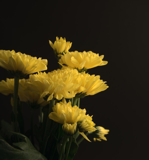 Lindas flores em contraste com o buquê amarelo escuro de crisântemos ou mães. fotografia escura.