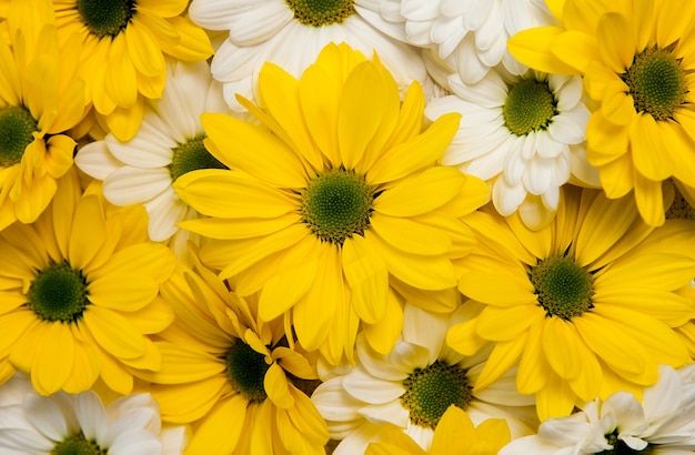 Lindas flores em fundo de madeira, conceito de primavera