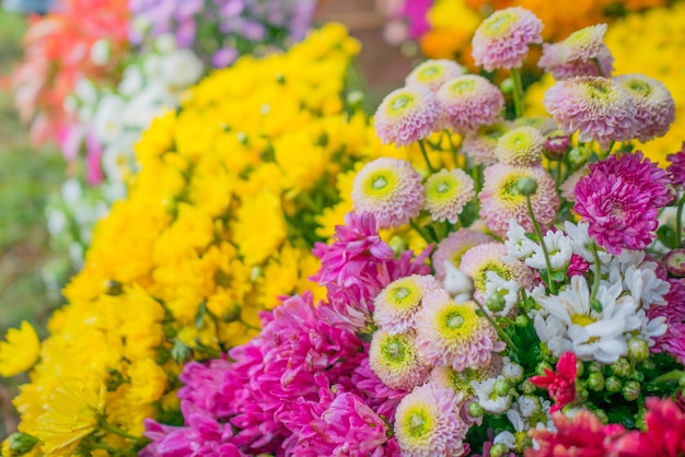 lindas flores em multi cor