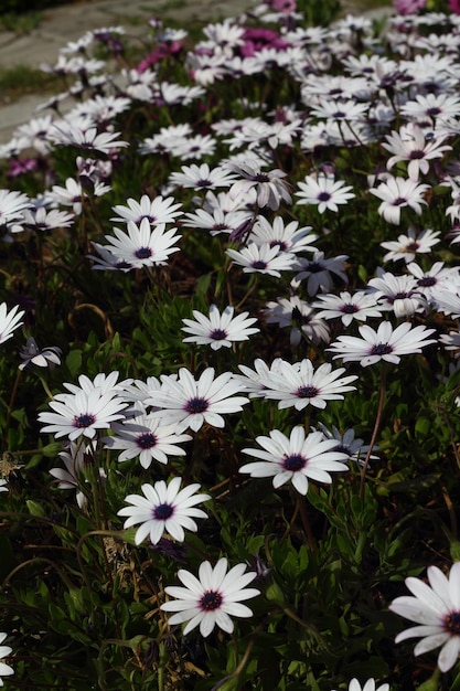 Lindas flores florescendo no jardim Bodrum Turquia