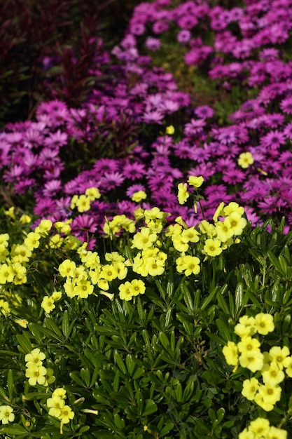 Lindas flores florescendo no jardim Bodrum Turquia