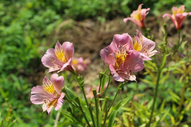 Lindas flores frescas como pano de fundo da natureza