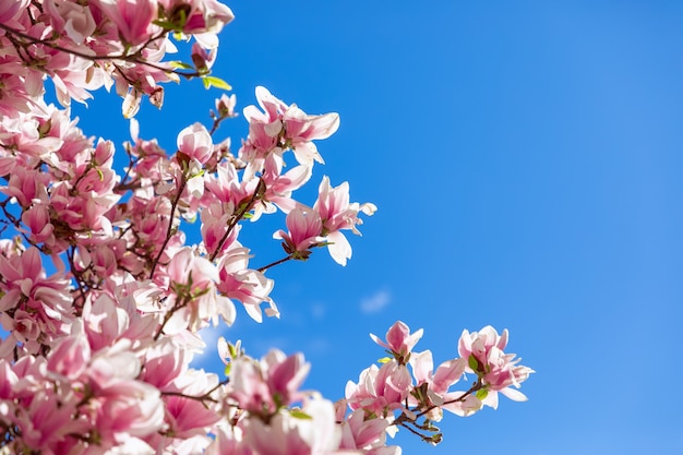 Lindas flores frescas de magnólia da primavera no fundo do céu azul (foco seletivo)