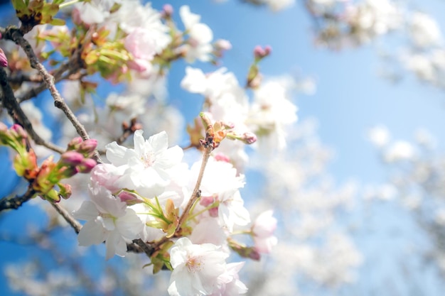 Lindas flores frescas e coloridas da primavera com céu azul claro Flor de cerejeira brilhante pastel branco e rosa cores verão e primavera fundo flor cheia de perto