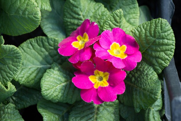 Lindas flores frescas no fundo da natureza