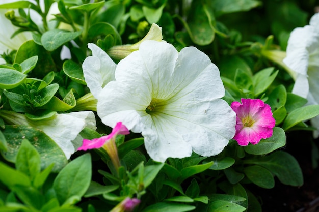 Lindas flores frescas no jardim para decorar a varanda da casa