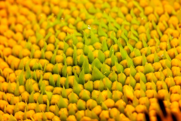 Lindas flores girassóis tempo de floração e polinização de insetos