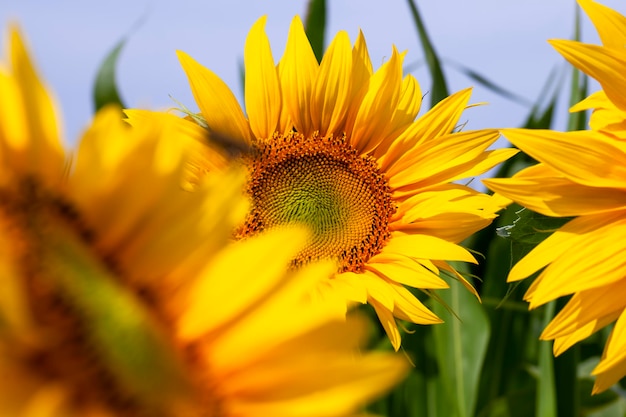 Lindas flores girassóis tempo de floração e polinização de insetos