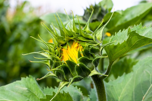 Lindas flores girassóis tempo de floração e polinização de insetos