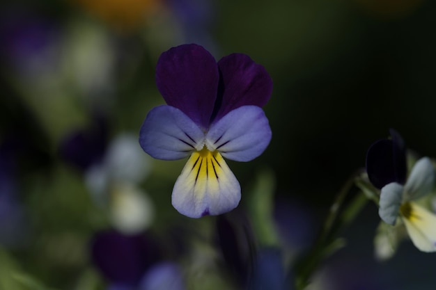 Lindas flores hermosas en el primer plano del jardín Enfoque selectivo pequeño y agradable bokeh Plantas de cuento de hadas