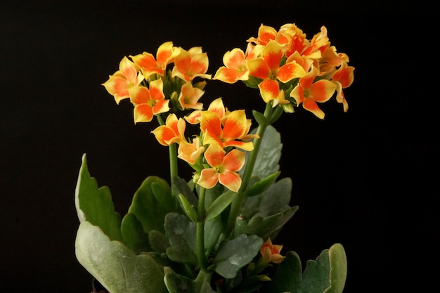 Lindas flores Kalanchoe Blossfeldiana em fundo preto