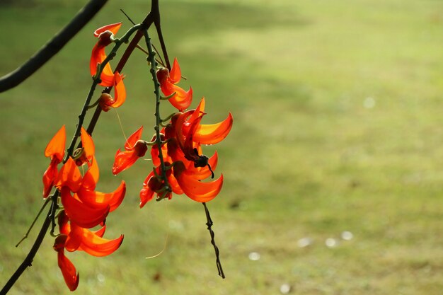 Lindas flores laranja, flor bastarda de teca