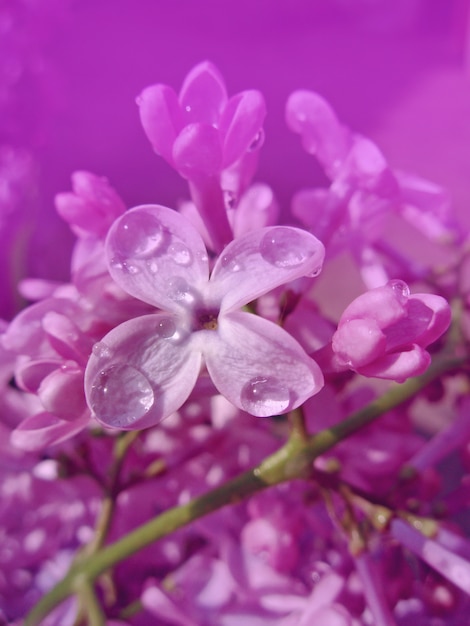 Lindas flores lilás close-up