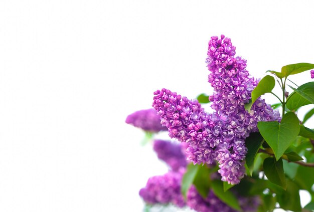 Foto lindas flores lilás em flor em branco