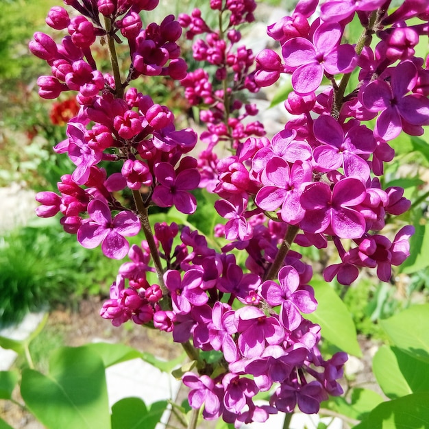 Lindas flores lilás fechando detalhes