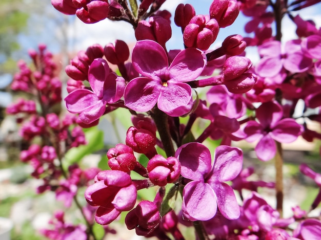 Lindas flores lilás fechando detalhes