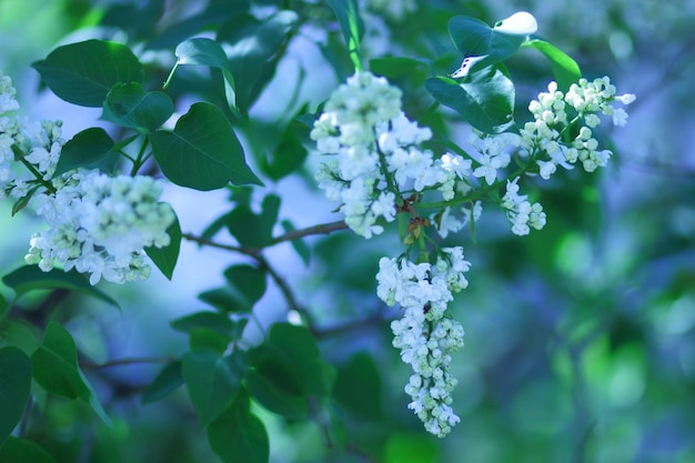 Lindas flores lilás. Flor da primavera. Flor lilás em flor com flor minúscula e tenra