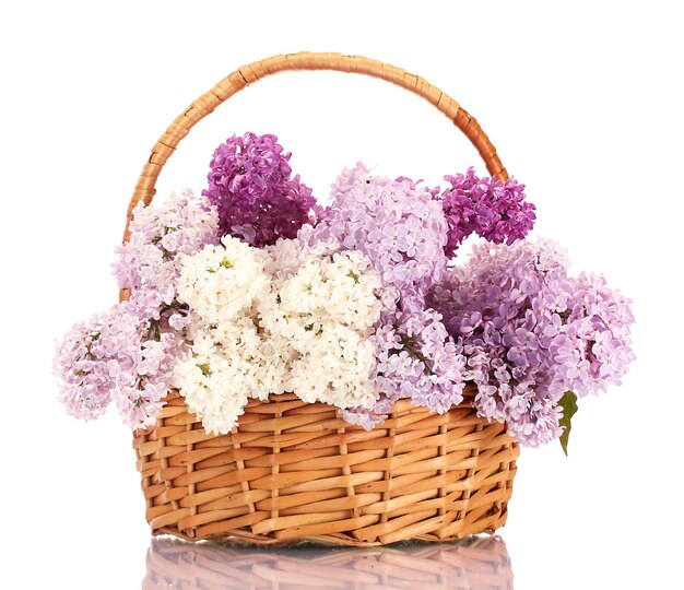 Lindas flores lilás na cesta isoladas em branco
